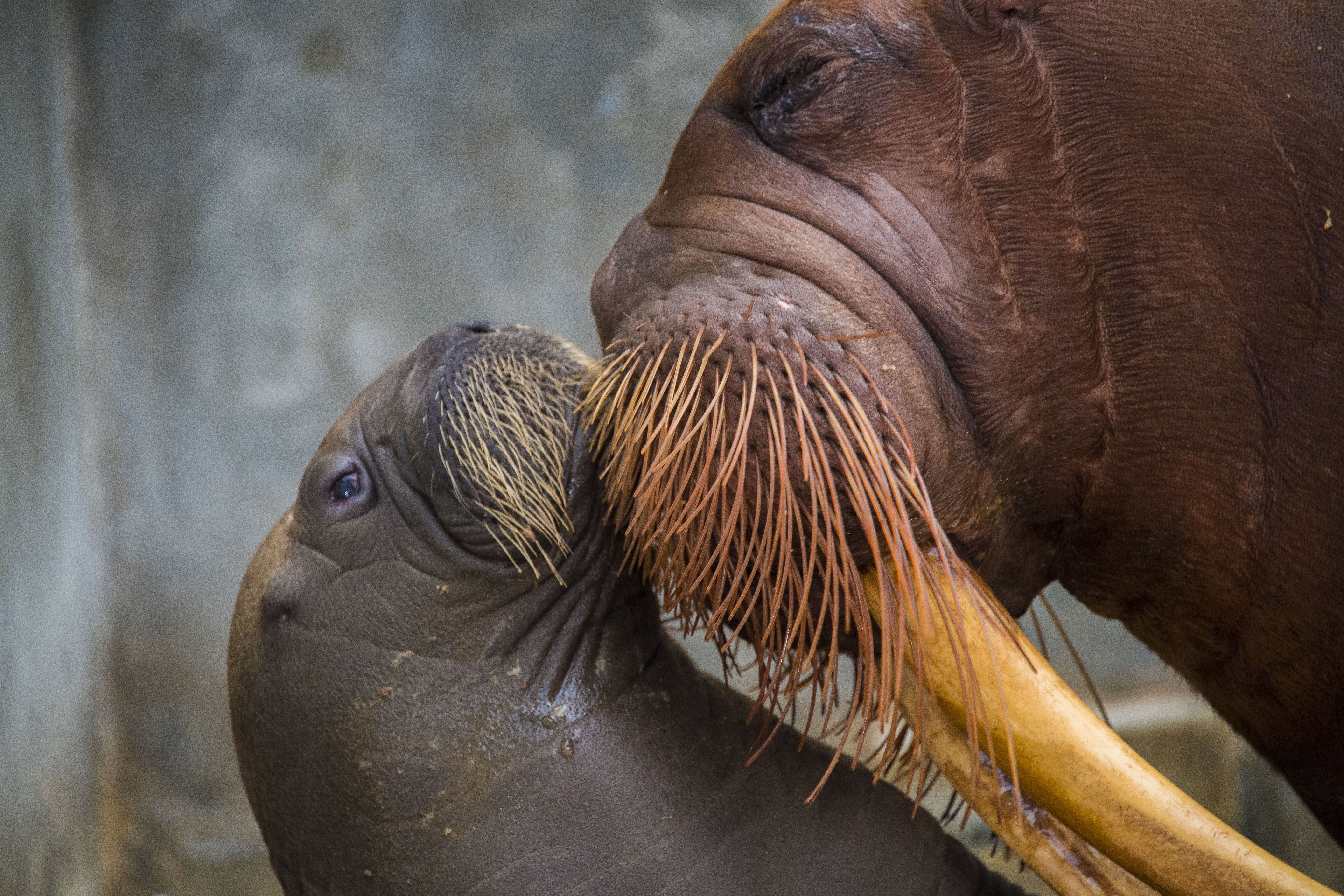 First Baby Walrus Born At SeaWorld Orlando