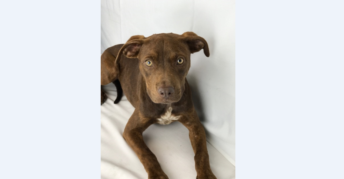 Puppy Alert: Overcrowded Animal Shelter Prompts Fundraiser