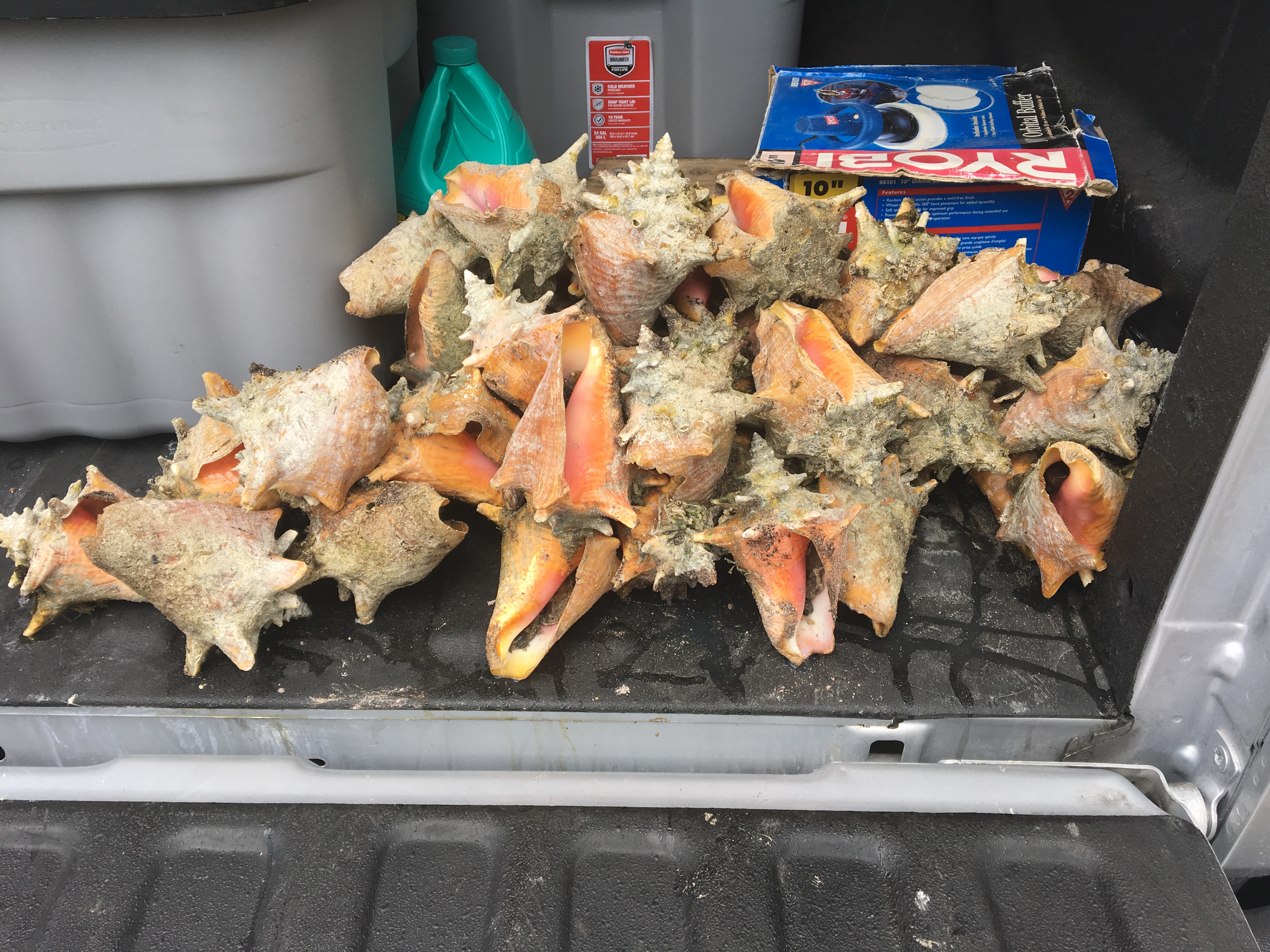 Woman Arrested After Illegally Harvesting 40 Queen Conch