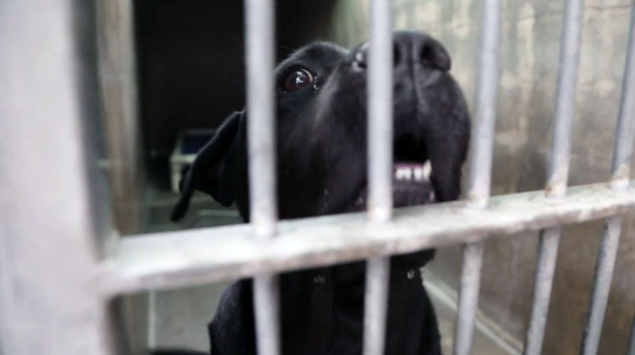 Animals Displaced by Hurricane Irma Taken to South Carolina