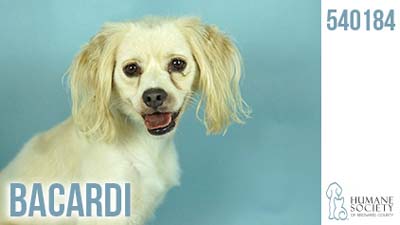 Broward Humane Society Adoptable Pets - October 15, 2015
