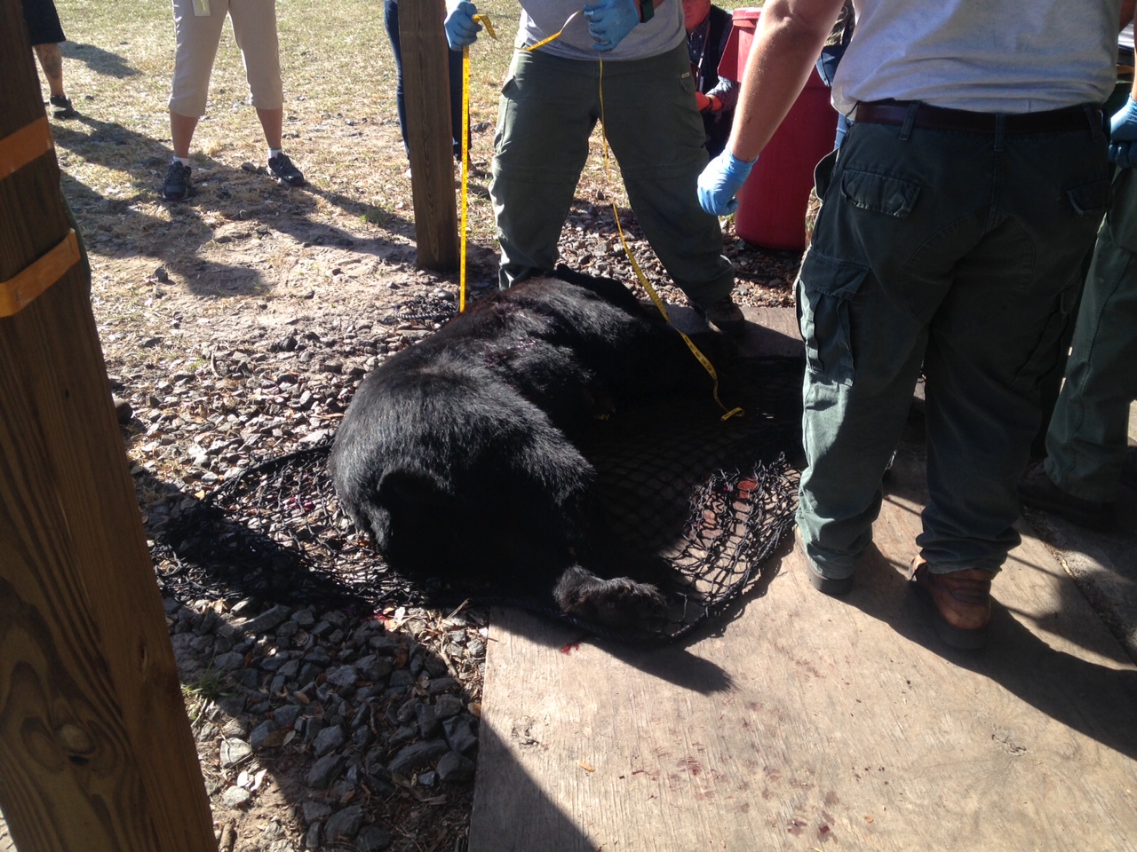 Hunters Kill Over 200 Bears on First Day of Florida Hunt