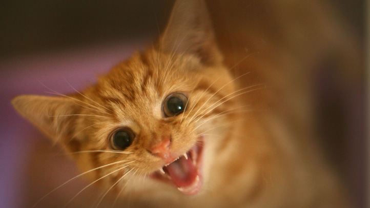 Recall Issued For Select Cat Foods Over Vitamin Deficiency