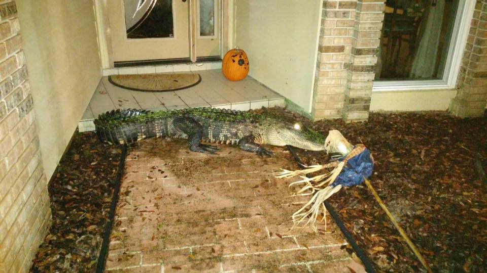 Gator Shows Up at Tampa Doorstep at 3 a.m.: Cops