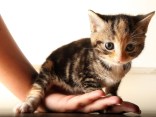 Woman Claims Kids are Kitten Killers