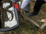 Python Patrol in Pictures