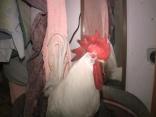 Mr. Clucky gets evicted