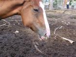 Slaughter horse