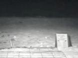 Webcam Records Loggerhead Turtles Hatching
