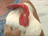 City Hall Vigil for Mr. Clucky