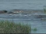 Manatee Orgy Caught on Tape