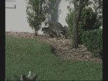 Raccoons At-Large