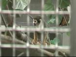 Animal Rescue