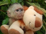 Jungle Island Monkey Makes Cuddly NFL Picks