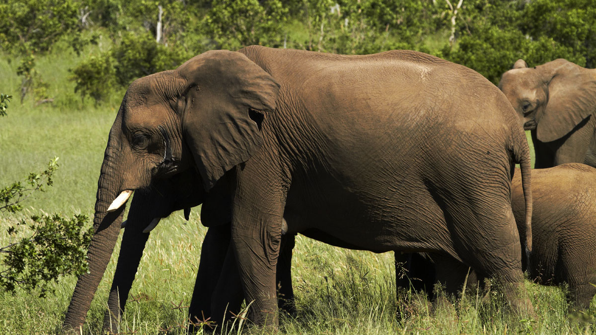 South African Game Hunter Dies After Elephant Falls on Him