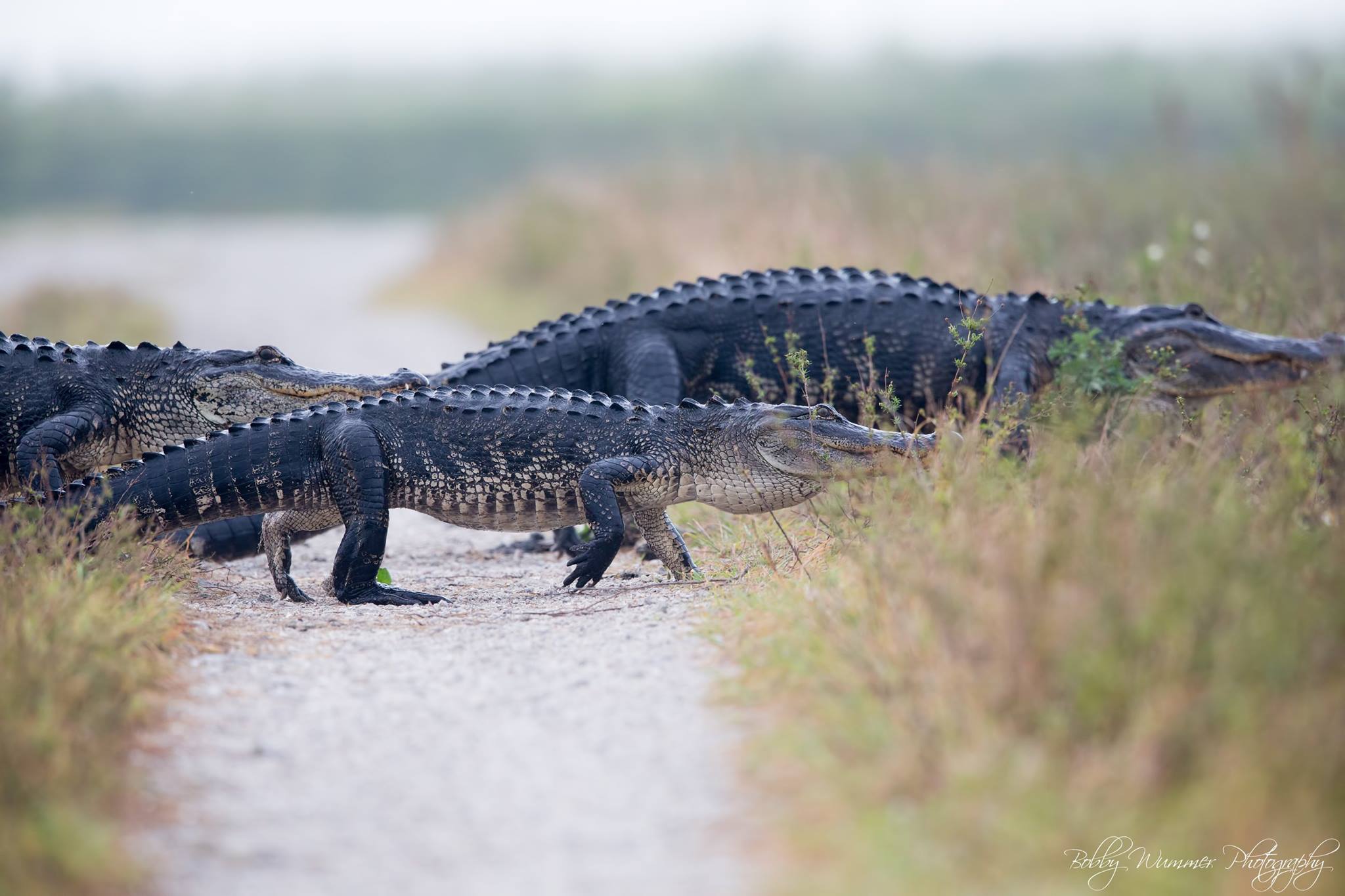 Man Films 'Never-Ending' Gator Parade in South Florida