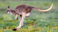 Woman With Kangaroo Asked to Leave McDonald's