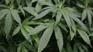 12 Sentenced in Massive Miami-Dade Grow House Operation
