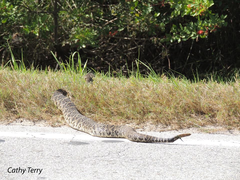 Bird-Watching Florida Couple Encounters 9-Foot Rattlesnake