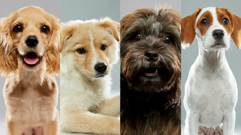South Florida Animals Taking Part in Annual 'Puppy Bowl'