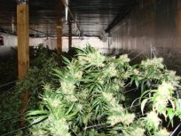 Oakland Marijuana-Growing Plan Worries Mom and Pop Weed Shops