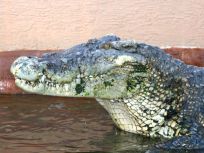 Crikey! 2,000 Pound Miami "Crocosaurus" Dies