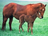 Are You Unknowingly Eating Horse Meat?