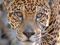 Metrozoo Big Cat Dies During Surgery