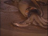 Squid Everywhere