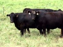 Cloned Steer Wins Championship