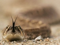 Miami-Dade Antivenom Unit Helps Save Girl in Iraq