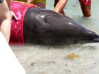 Beach Goers Witness Deadly Whale Tale