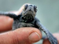 Reality TV at its Slowest: Sea Turtles on Webcam