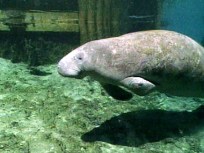 Keys Manatee Missing Near New York