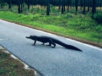 Gator Chomp Prompts Prose From Cop