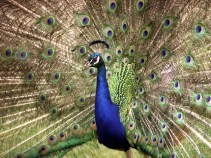 Lonely Grove Peahens Are Lusty, Nuts
