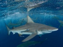 South Florida Fisherman Attacked by Shark