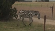 Escaped Zebra Reunited With Owner