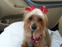 South Florida Celebrates National Dog Day!