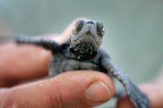 Caught on Webcam: Baby Turtles Gone Wild