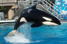 Shamu For Sale