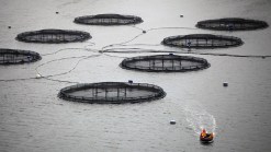 Fish Farming's Environmental Strides