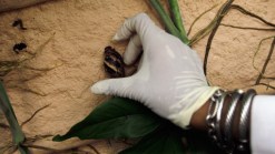 Giant Snails Spreading Through Miami-Dade