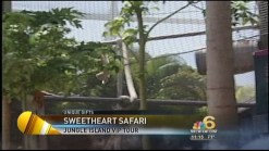 Sweetheart Safari