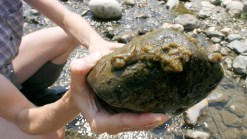 'Rock Snot' Invades Fish Hatchery