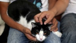 Morris the Cat Runs for Mayor in Mexico