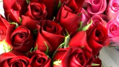 Valentine's Day: Flowers Vs. Gadgets