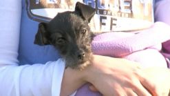 Cute Puppy Stuck in Car Rescued