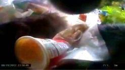 RAW VIDEO: Bears' Eye-view of Alaska