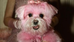 Pets Sport New Hues for the Holidays